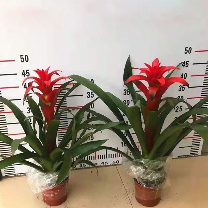Guzmania Allura Flowering Plant