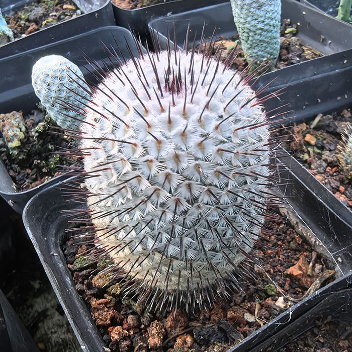 Mammillaria perezdelarosae