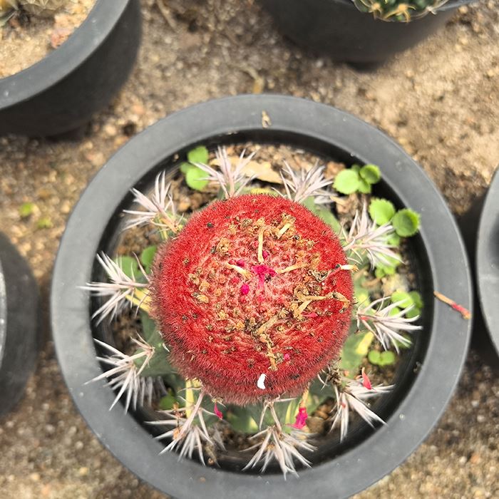Melocactus Amoelnus Variegated