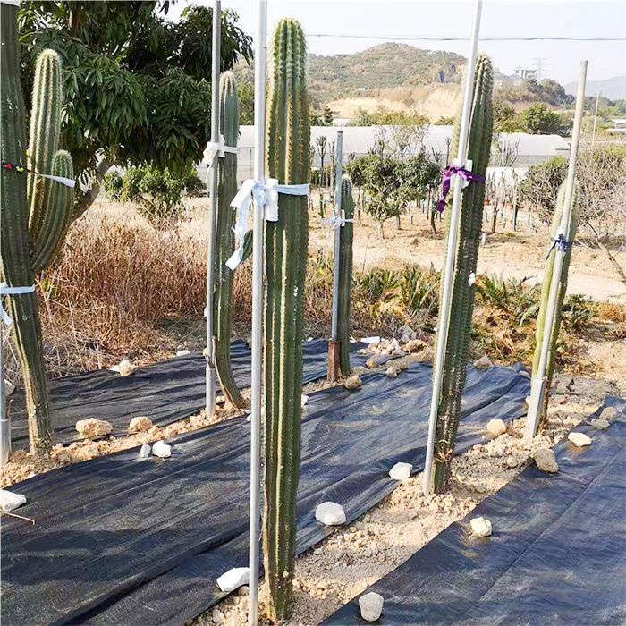 pilosocereus gounellei