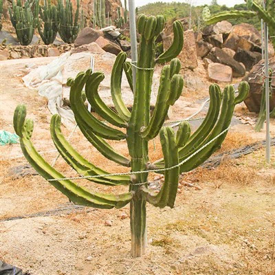 Myrtillocactus Geometrizans Blue Candle Cactus