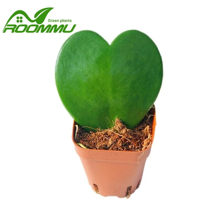 Hoya Kerrii hjerte