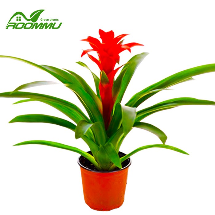 Guzmania Allura blomstrende plante