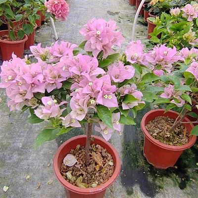 Bougainvillea 'Cypheri'