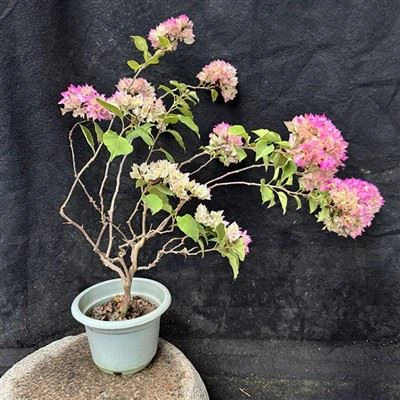 Bougainvillea dobbel hvit