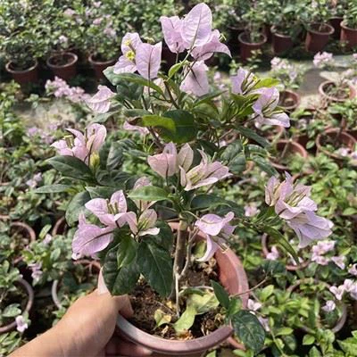 Bougainvillea Glare Mariel Fitzpatrick