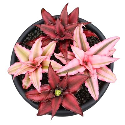 Bromeliad Cryptanthus Plant
