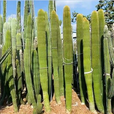 Cephalocereus Polylophus
