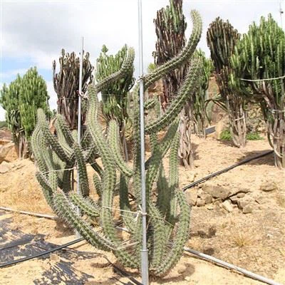 Stor Stenocereus Eruca