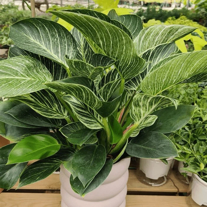 philodendron birkin care