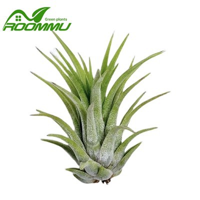Bromeliad Air Plant
