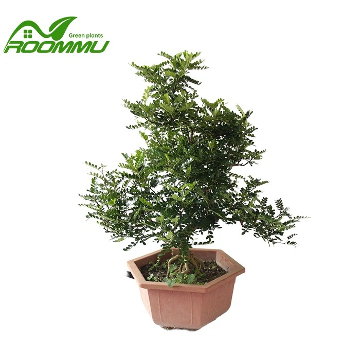 Zanthoxylum beecheyanum K.Koch